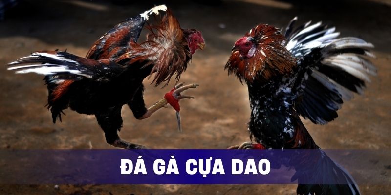 Đá gà cựa dao